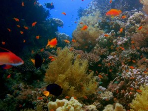 Снорклинг в Эйлате